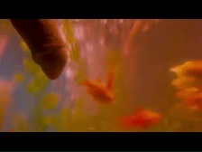 anisa butt, sindhu sreenivasa murthy - brahman naman: the last virgin of india / anisa butt, sindhu sreenivasa murthy - brahm